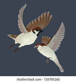 Vector illustration of flying house sparrows. Realistic birds female and male - couple - isolated background on a separate layer
