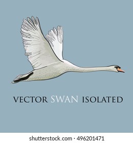 Vector illustration of Flying Swan isolated object, Watercolor, drawing effect. Hand drawn graphic design.