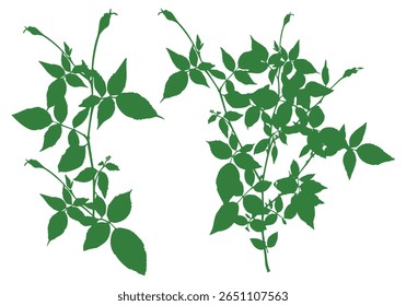 Una Ilustración vectorial de follaje para el diseño botánico y la decoración, Elementos de la naturaleza. Hojas, rama, botánica
