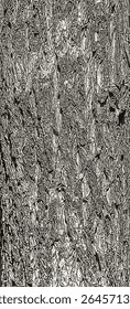 Vector illustration of Fontanesia phillyreoides bark close-up. Live wood background. Fontanesia phillyreoides trunk texture. Forest nature of skin.
