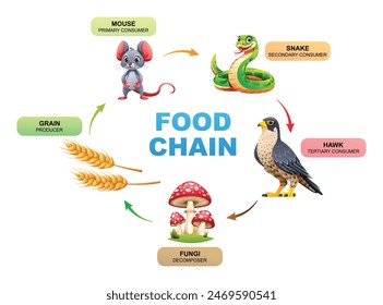 Vector illustration of food chain ecosystem