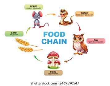 Vector illustration of a food chain ecosystem