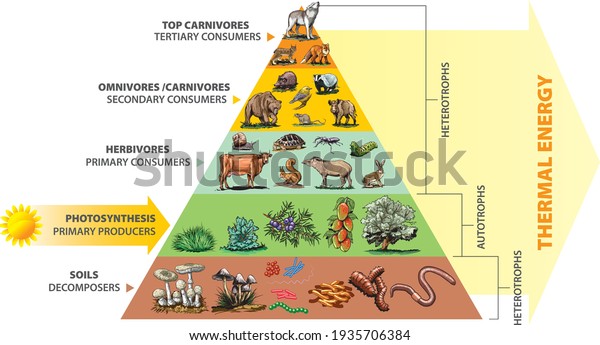 Vector Illustration of food chain - energy\
pyramid - educational\
infographic.