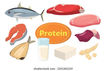 Vector illustration of food containing protein.