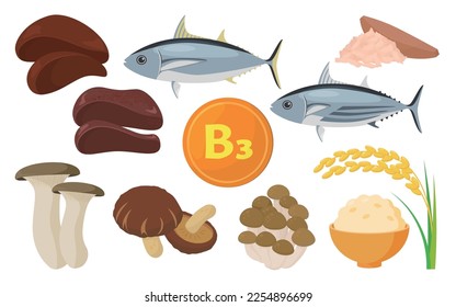 Vector illustration of food containing vitamin B3.