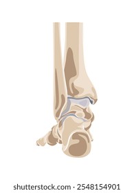 Vector illustration of foot bone structure. Back side of the foot bones.