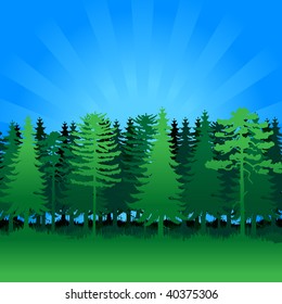 vector illustration forest