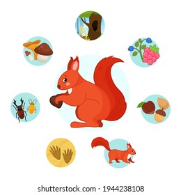 Vector illustration of forest animals. Cute cartoon squirrel. Set of icons. 