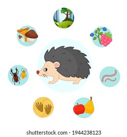 Vector illustration of forest animals. Cute cartoon Hedgehog. Set of icons. 