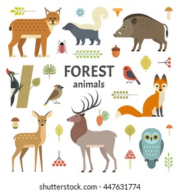 Vector illustration of forest animals: elk, doe, hedgehog, fox, owl, lynx, skunk, wild boar, woodpeckers and other birds, isolated on transparent background.