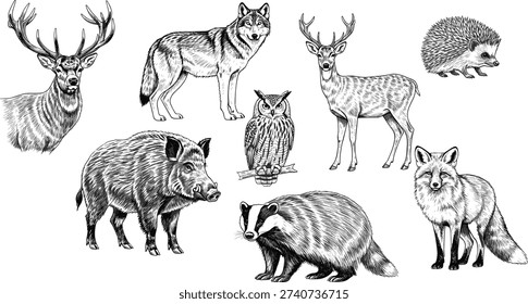 Vector illustration of forest animals including stag, wolf, boar, owl, fox, and hedgehog symbolizing wildlife, nature, education, and decorative design