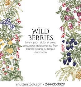 Vector illustration of forest edible berries. Strawberries, rose hips, sea buckthorn, raspberries, blackberries, lingonberries, blueberries