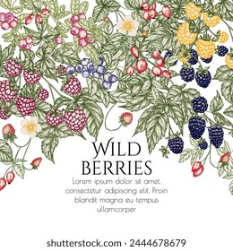 Vector illustration of forest edible berries. Strawberries, rose hips, raspberries, blackberries, lingonberries, blueberries