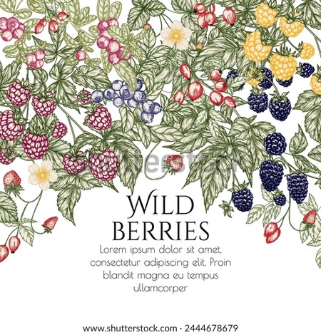 Vector illustration of forest edible berries. Strawberries, rose hips, raspberries, blackberries, lingonberries, blueberries