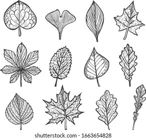 Vector illustration of forest foliage leaves simple linear drawings set. Natural floral decoration. Ecology and environment. Vintage hand drawn style.