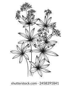 Vector illustration of forest medicinal herbs woodruff
