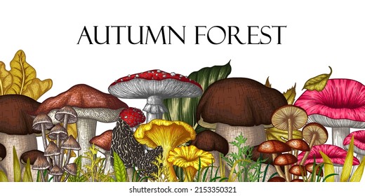 Vektorgrafik von Waldpilzen im Gravierstil. Grafische Linearfliege agaric, Chanterelles, Porcini-Pilze, Honigpilze, Morelle, Mycena, Berostung, Boletus