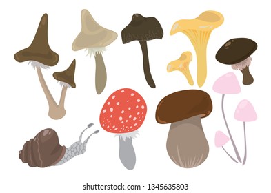 Vector illustration of forest mushrooms (white mushroom, chanterelles, others) made in a drawing form and isolated on white background