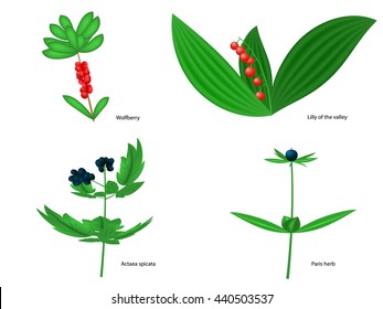 Vector illustration of forest poisonous berries with inscriptions. Isolated on white background.