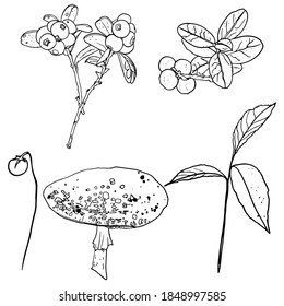 Vector Illustration of a forest set mushrooms, wild berries isolated on a white background. Blank for designers, vegan food, shop, postcard, logo, clothing, textiles, bed