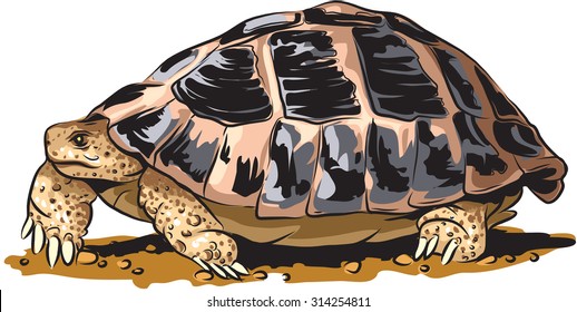 Vector illustration of Forest turtle