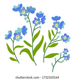 Ilustración vectorial de flores nomeolvides (miosotis) sobre fondo blanco. Ilustración botánica y elementos de diseño floral.