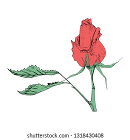 Vector illustration in the form of flowers of roses and leaves of different shapes on a white background. Red roses and green leaves doodle drawing.