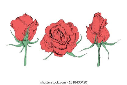 Vector illustration in the form of flowers of roses and leaves of different shapes on a white background. Red roses and green leaves doodle drawing.