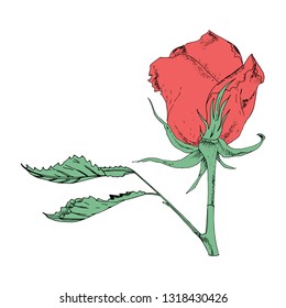 Vector illustration in the form of flowers of roses and leaves of different shapes on a white background. Red roses and green leaves doodle drawing.