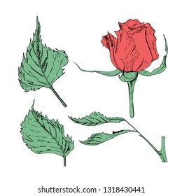 Vector illustration in the form of flowers of roses and leaves of different shapes on a white background. Red roses and green leaves doodle drawing.