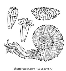 Vector illustration of fossil ammonite isolated on white background - vector graphic