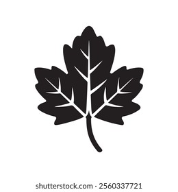 Vector illustration of four autumn leaves