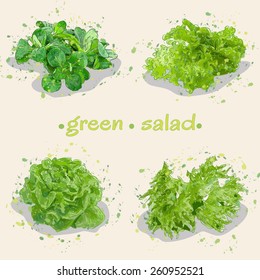 vector illustration four beams of green leafy lettuce