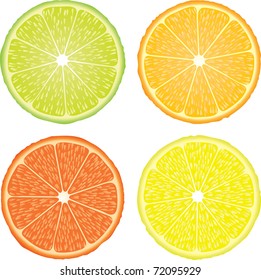 vector illustration of the four citrus fruits