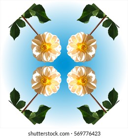 Vector illustration of the four dahlias with leaves on a blue background, low poly