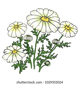 vector illustration. Four flowers of white chamomile on green stems