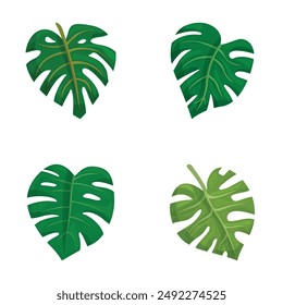Vector illustration of four green monstera deliciosa leaves, with different styles and shading