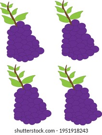 Vector illustration of four purple grapes on white background