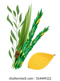 Vector illustration of four species - palm, willow, myrtle , lemon - symbols of Jewish holiday Sukkot. 