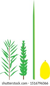 A vector illustration of the four species that Orthodox Jews take on Sukkot on Tishrei month.
citron, palm branch, myrtle, willow.