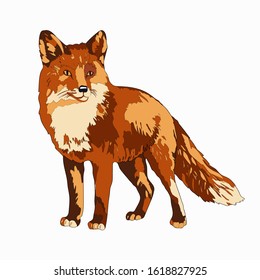 Vector illustration. A fox. Color image.