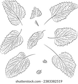 Vector illustration of fragrant fresh green mint leaves. Image of peppermint leaves in vector. Illustrations of herbaceous plants.