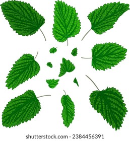 Vector illustration of fragrant fresh green mint leaves. Image of peppermint leaves in vector. Illustrations of herbaceous plants.