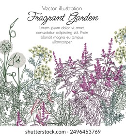 Ilustración vectorial de jardín fragante. Verduras y especias. Ajo, chile, eneldo, perejil, romero, albahaca roja