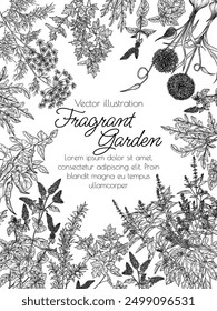Ilustración vectorial de jardín fragante. Hierbas y especias. Ajo, chile, eneldo, perejil, romero, albahaca roja, menta, rúcula