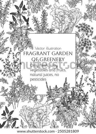 Vector illustration fragrant garden. Herbs and greens. Dill, parsley, rosemary, red basil, mint, arugula, salad, thyme	