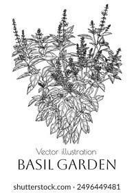 Ilustración vectorial de jardín fragante. Arbusto de albahaca roja en estilo de grabado