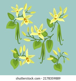 Vector Illustration Fragrant Vanilla Orchid