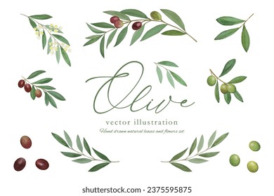 
Vector illustration frame of olive leaves