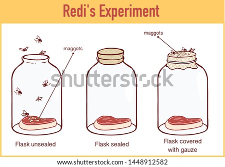   Vector illustration of a Francesco Redi 1668 experiment